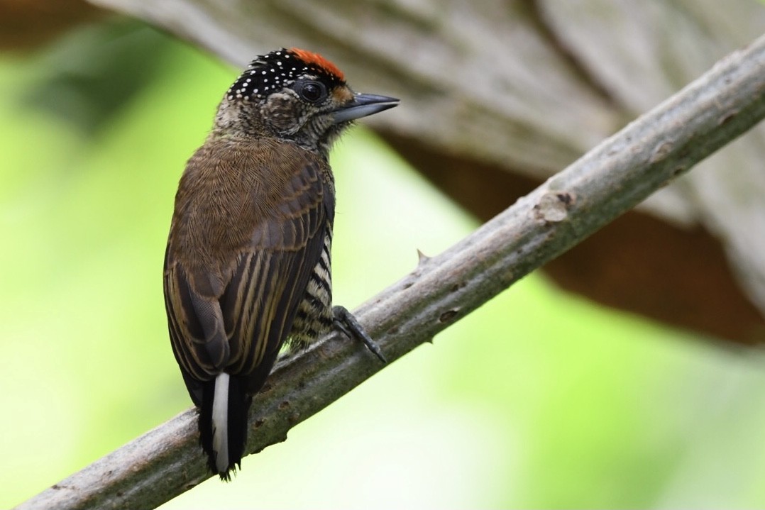 White-barred Piculet - Mario Campagnoli