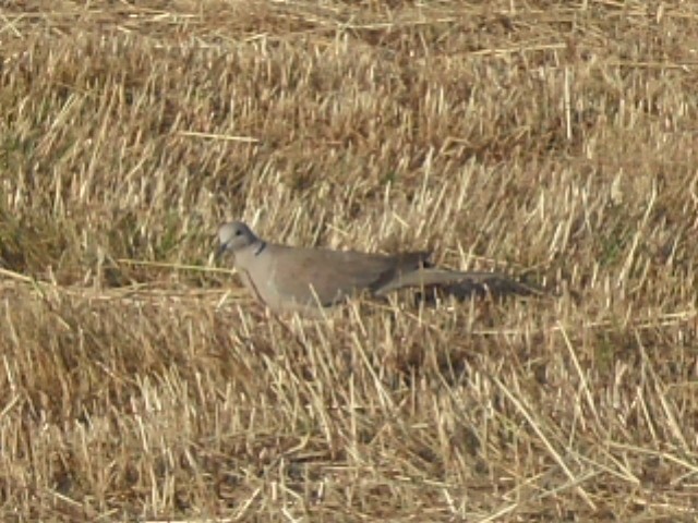 Eurasian Collared-Dove - ML467943941