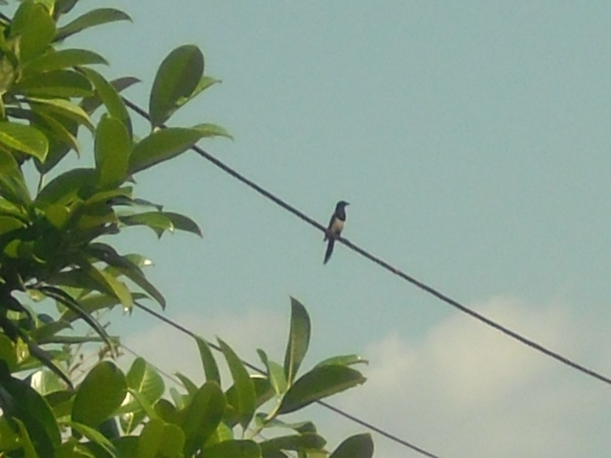 Eurasian Magpie - ML467944151