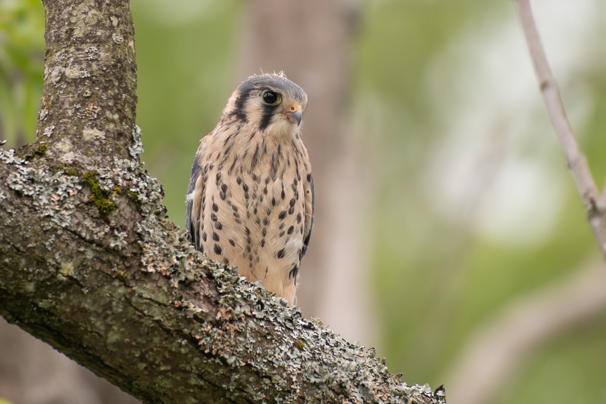 American Kestrel - Christy Hibsch