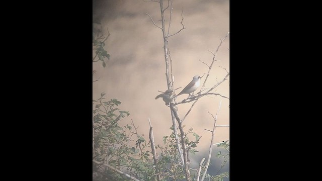 Red-backed Shrike - ML467946141