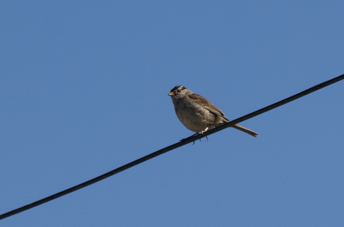 White-crowned Sparrow - ML467946161