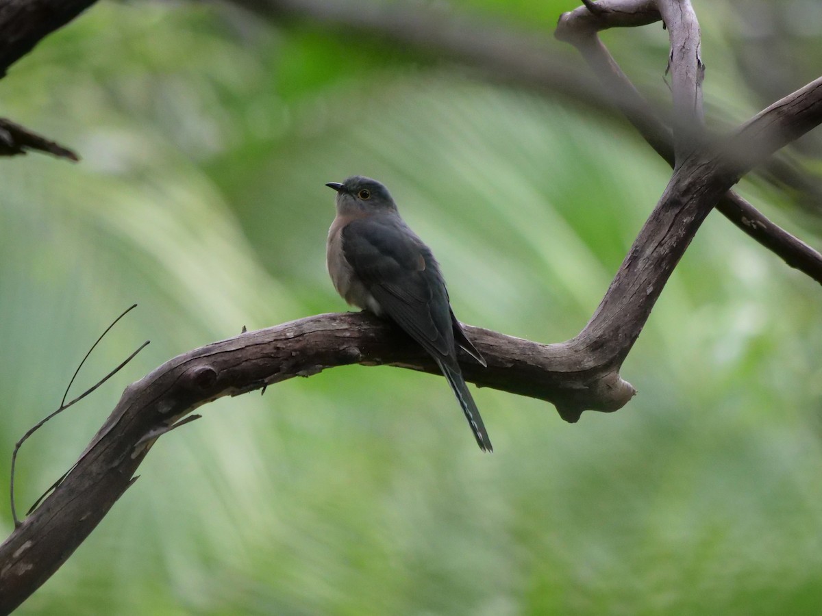 Fan-tailed Cuckoo - Frank Coman