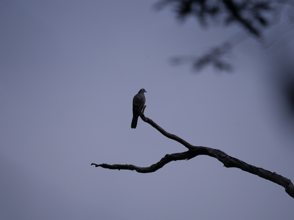 Bar-shouldered Dove - ML467948211