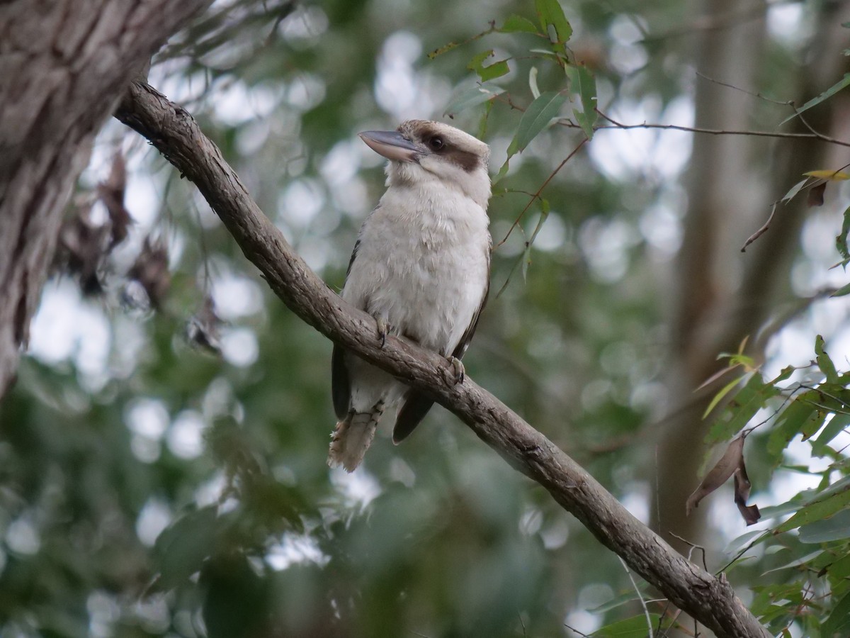 Laughing Kookaburra - ML467948231