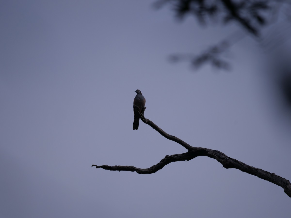 Bar-shouldered Dove - ML467948241