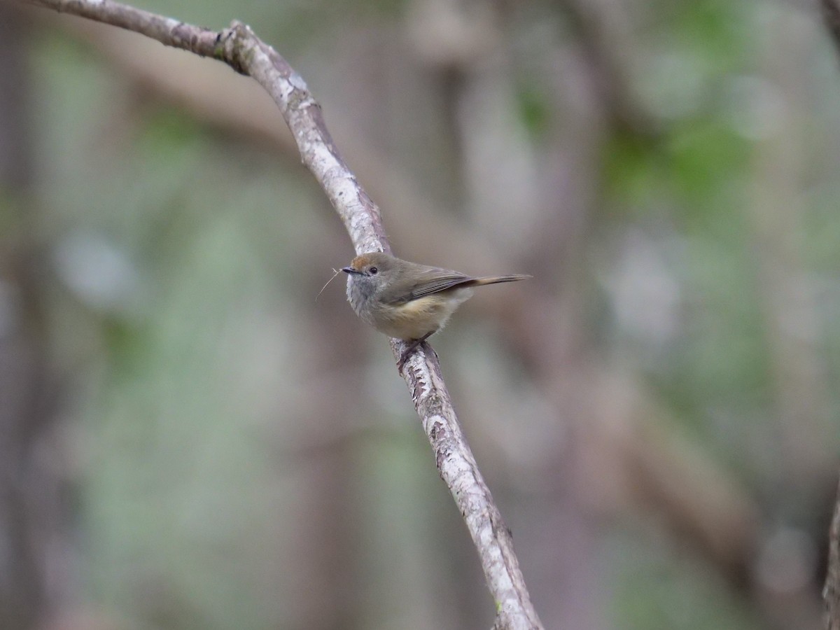 Brown Thornbill - ML467948311