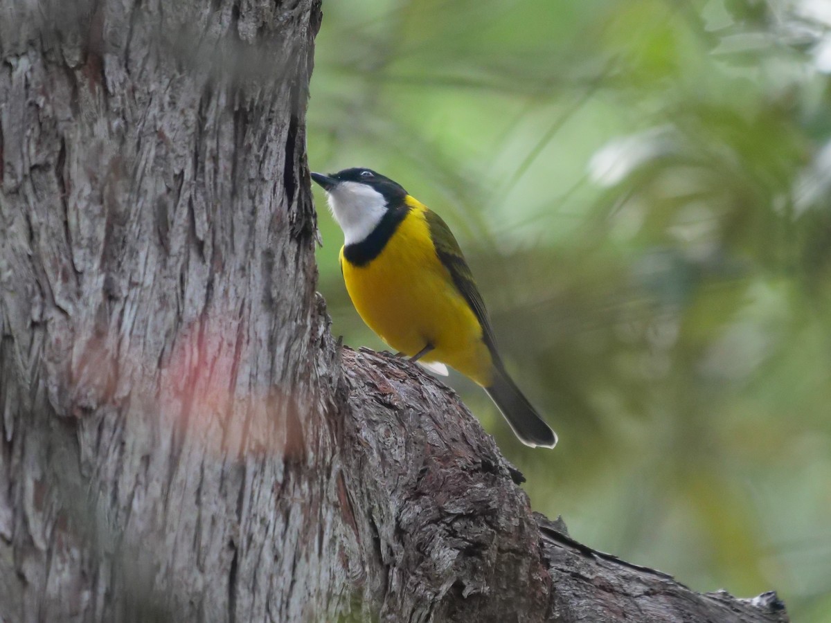 Golden Whistler - ML467948351