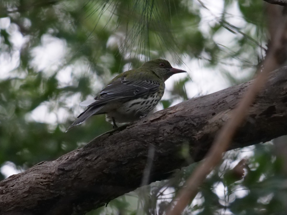 Olive-backed Oriole - Frank Coman