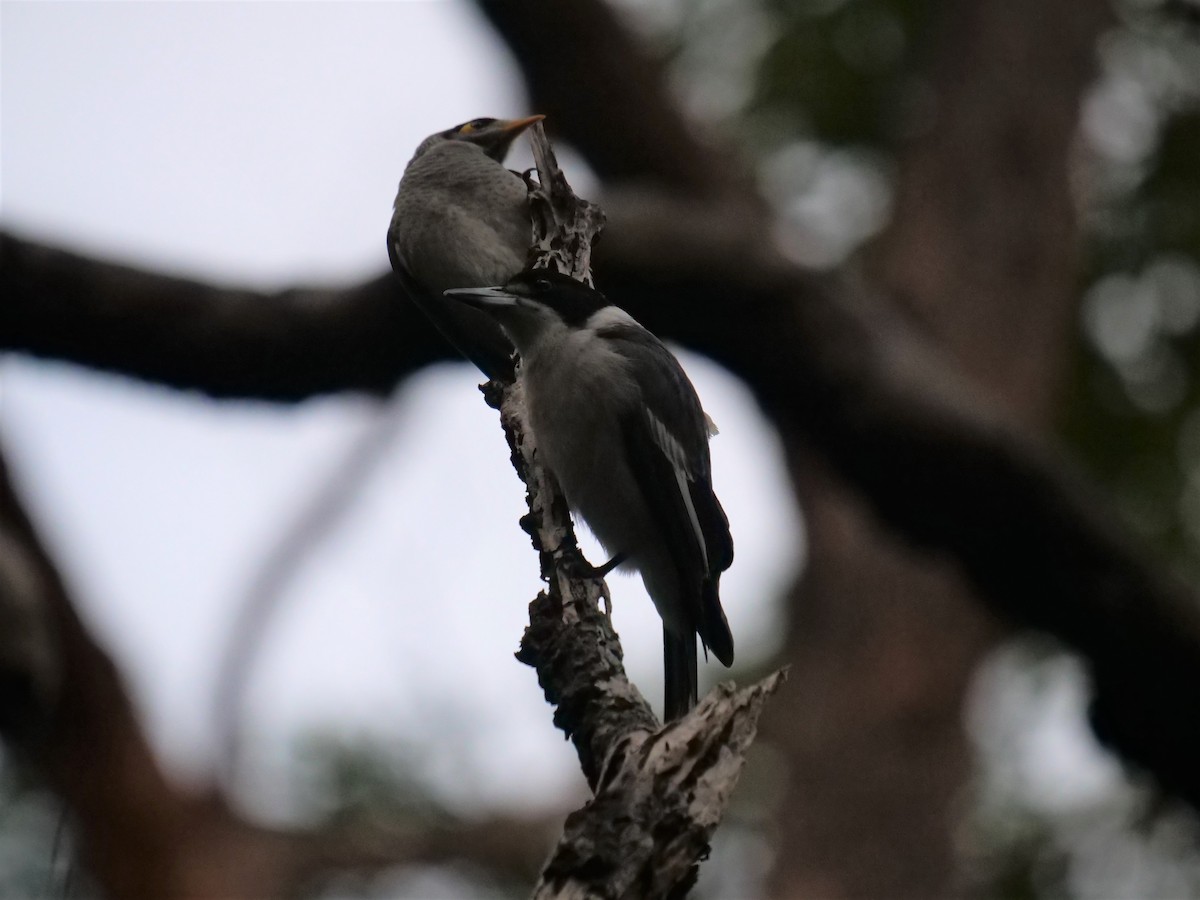 Gray Butcherbird - ML467948521