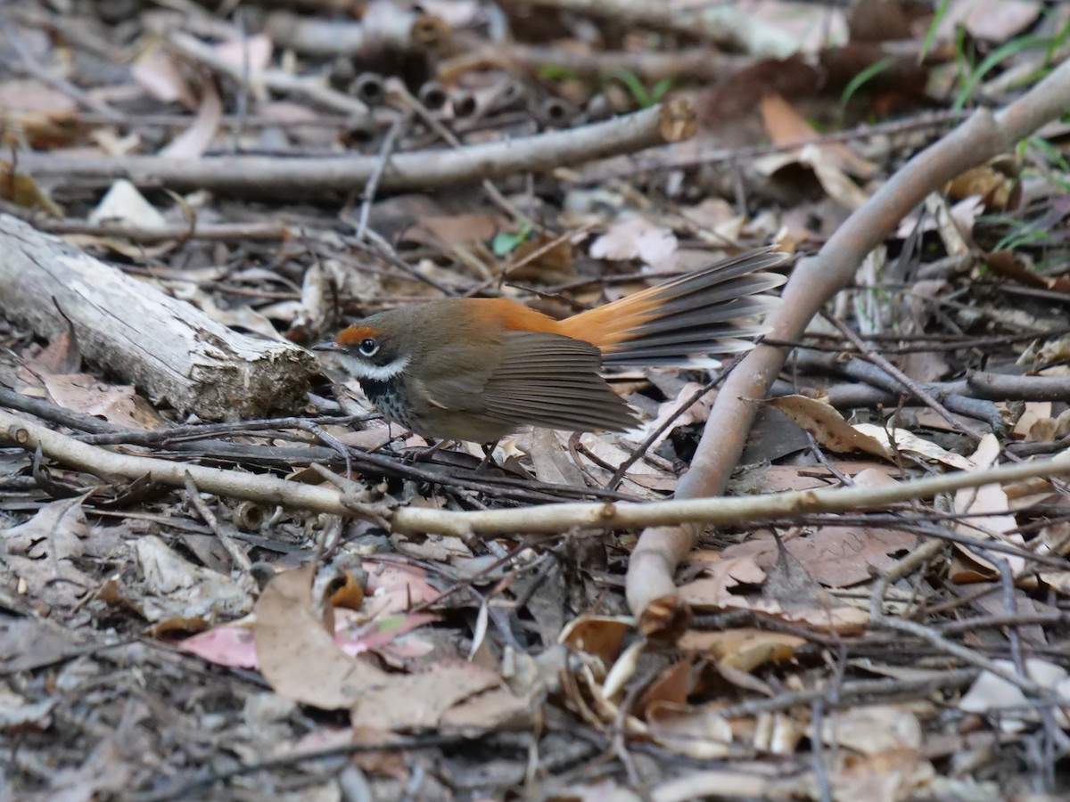 Australian Rufous Fantail - ML467948591