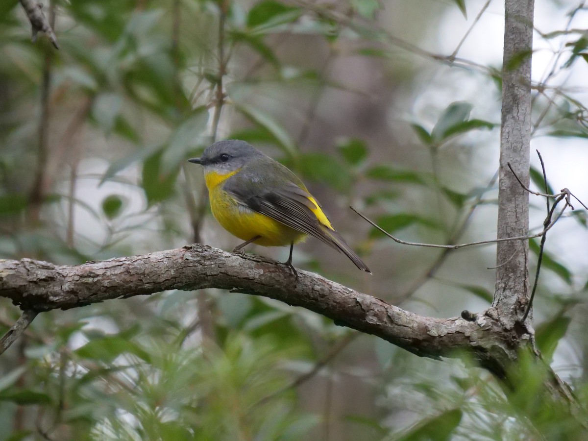 Eastern Yellow Robin - ML467948611