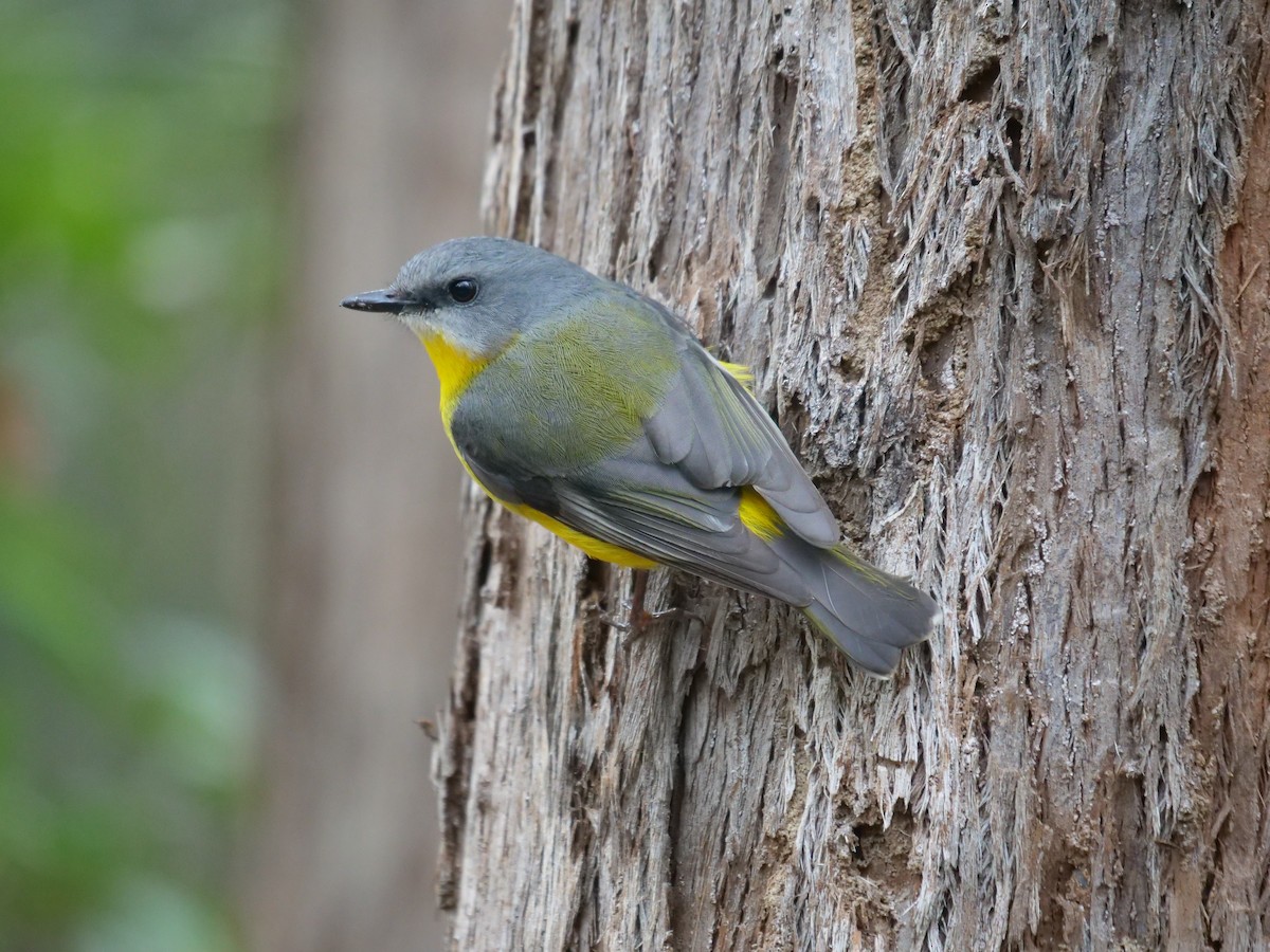 Eastern Yellow Robin - ML467948711