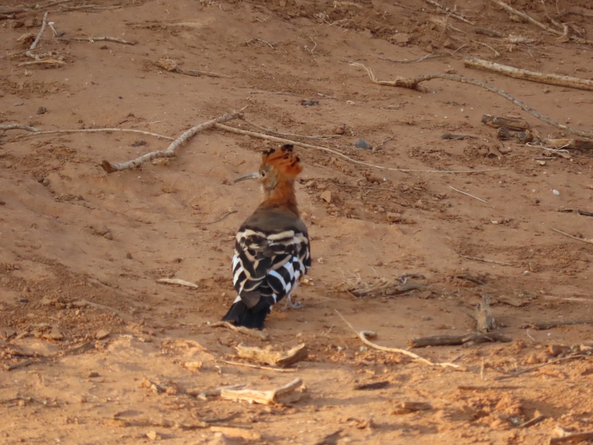 Eurasian Hoopoe - Thomas Brooks