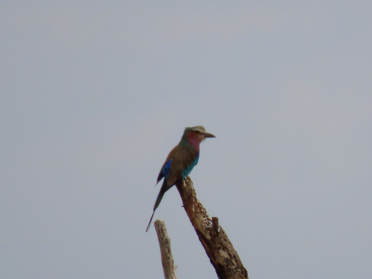 Lilac-breasted Roller - ML467949221
