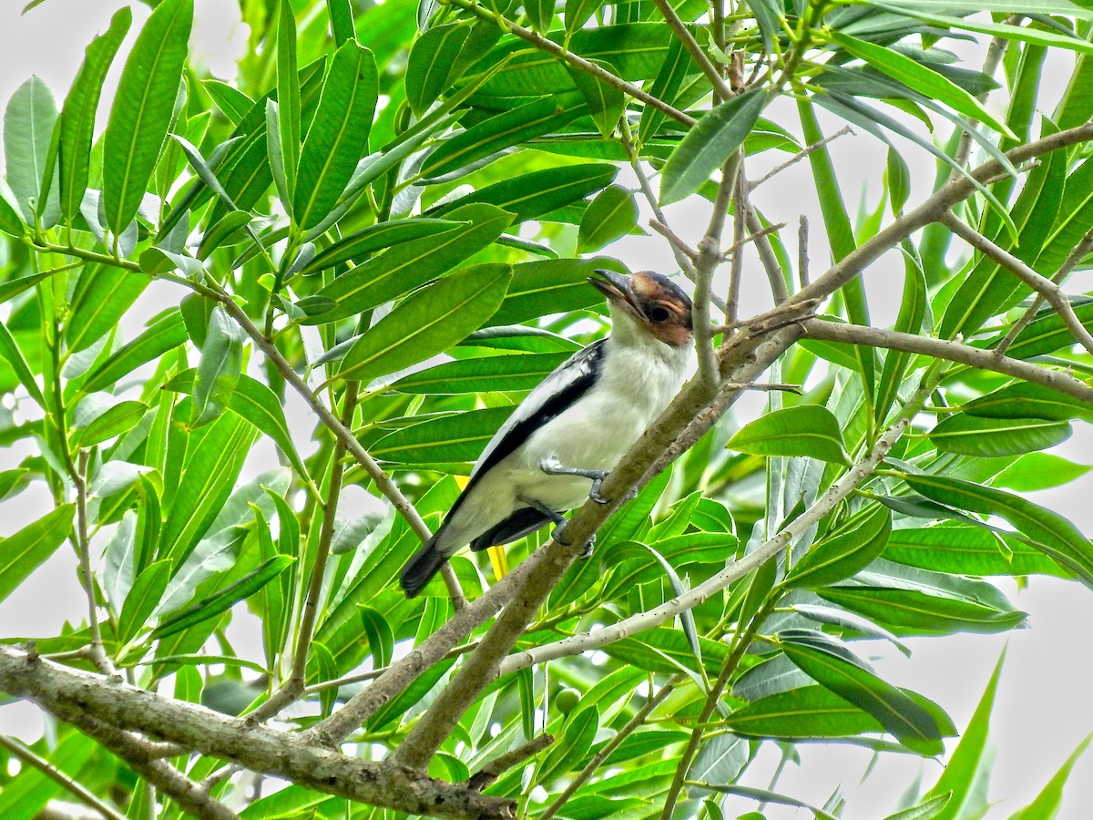 Black-crowned Tityra - ML467949441