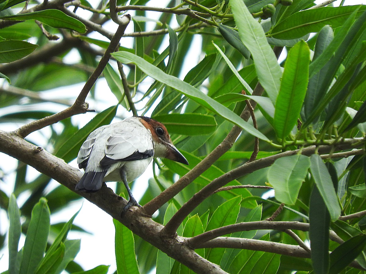 Black-crowned Tityra - ML467949451