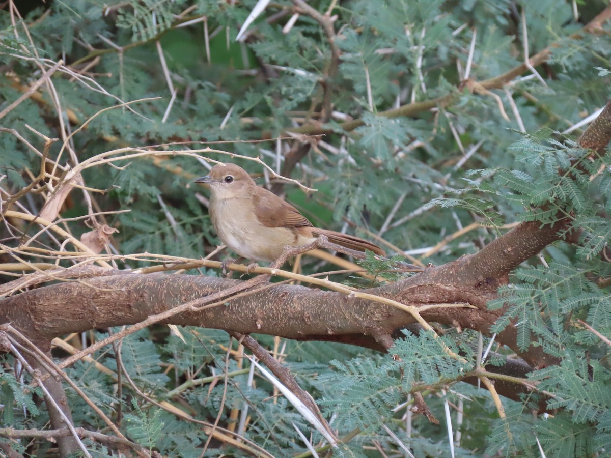 Northern Brownbul - ML467950271