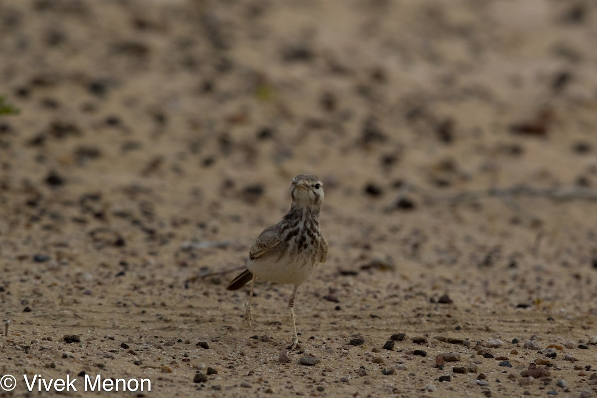 Greater Hoopoe-Lark - Vivek Menon