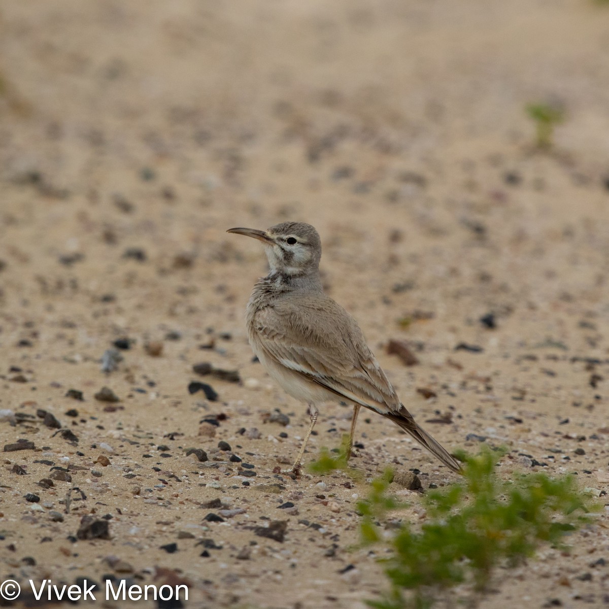 Greater Hoopoe-Lark - ML467951041