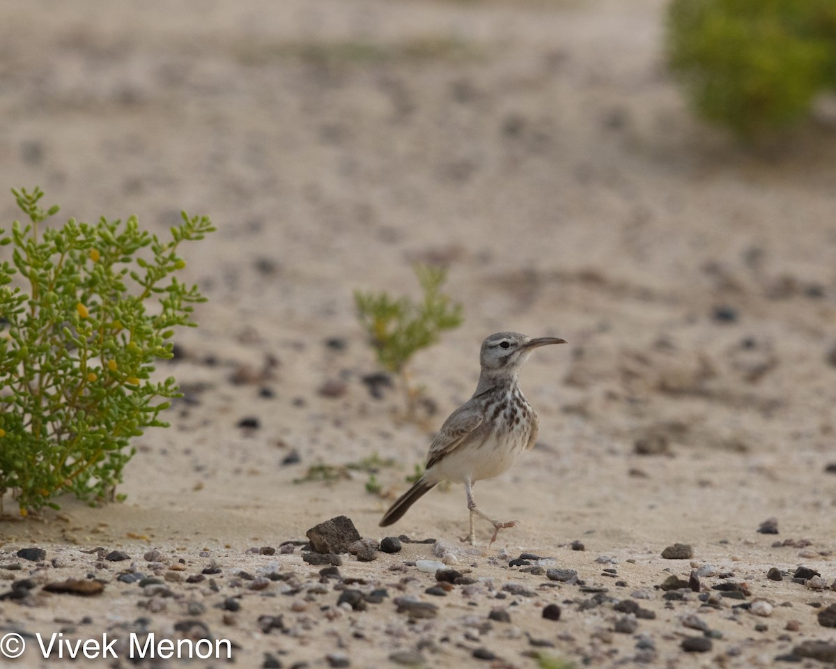 Greater Hoopoe-Lark - Vivek Menon