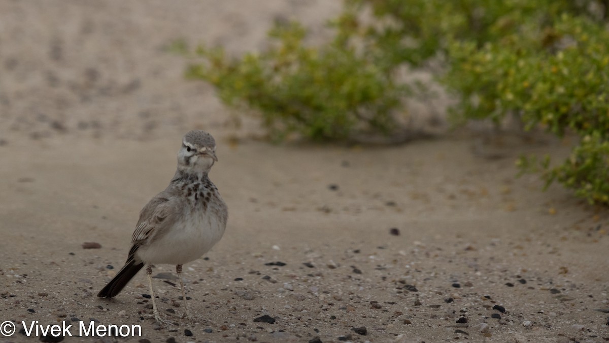 Greater Hoopoe-Lark - Vivek Menon