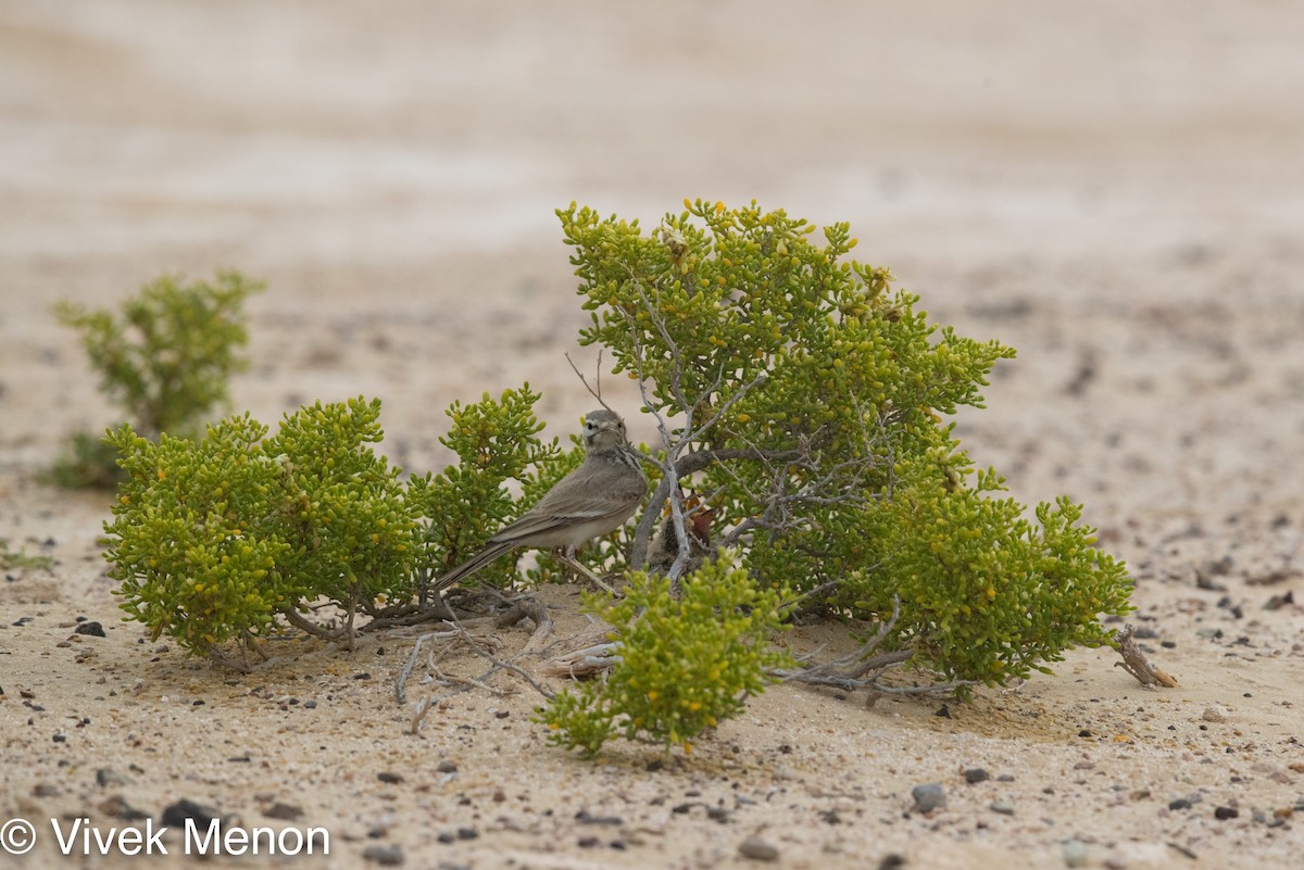 Greater Hoopoe-Lark - ML467951071