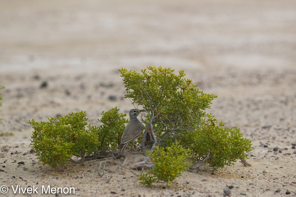 Greater Hoopoe-Lark - Vivek Menon