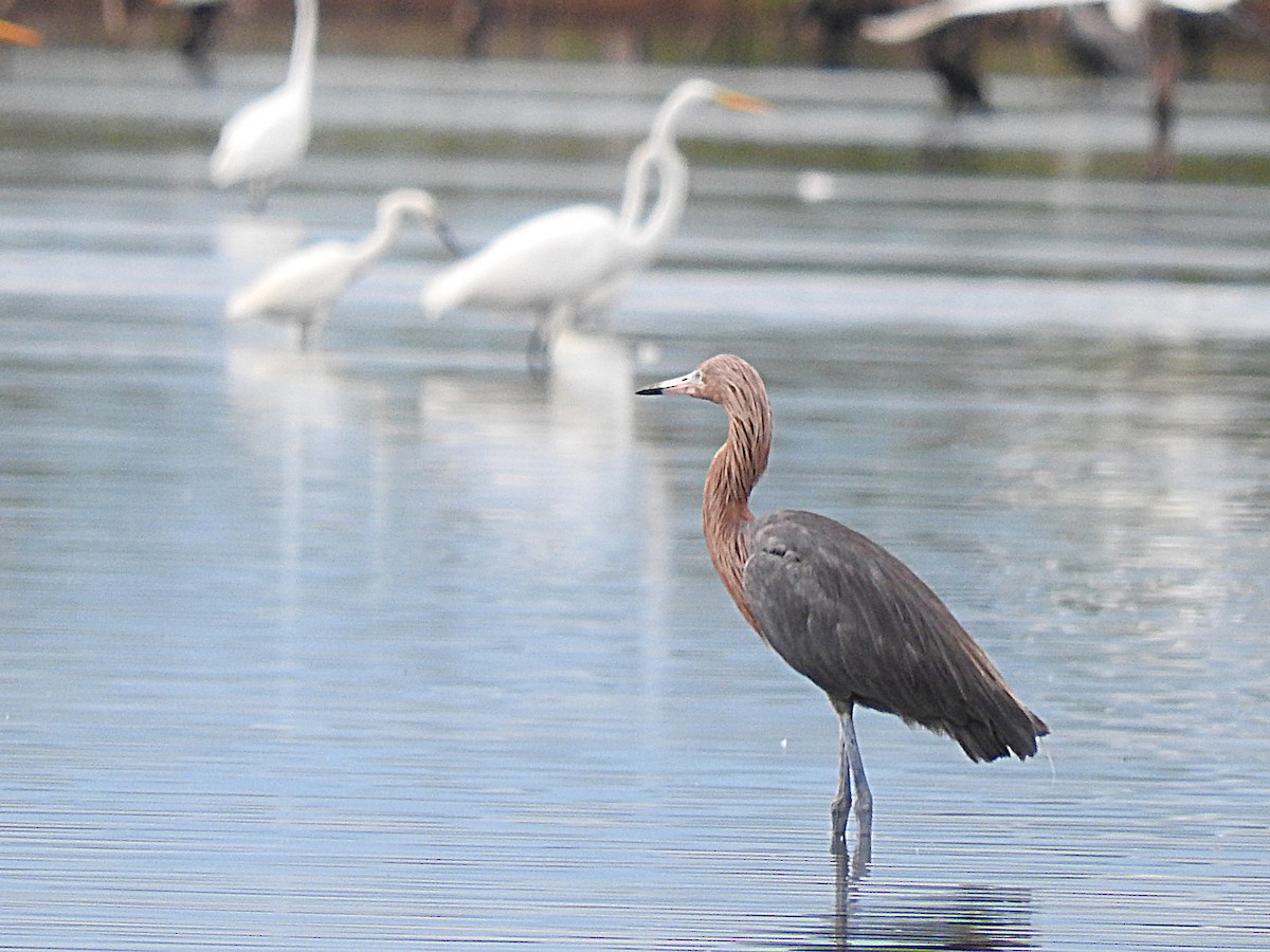 Reddish Egret - ML467951151