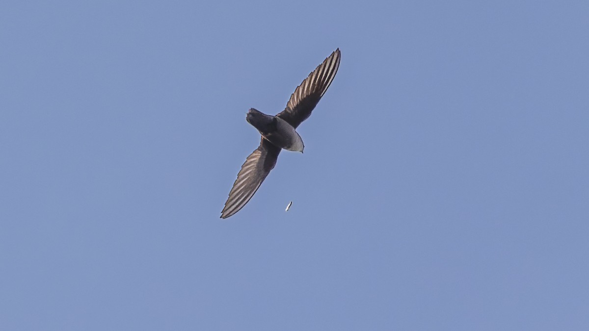 Chimney Swift - Gary Leavens