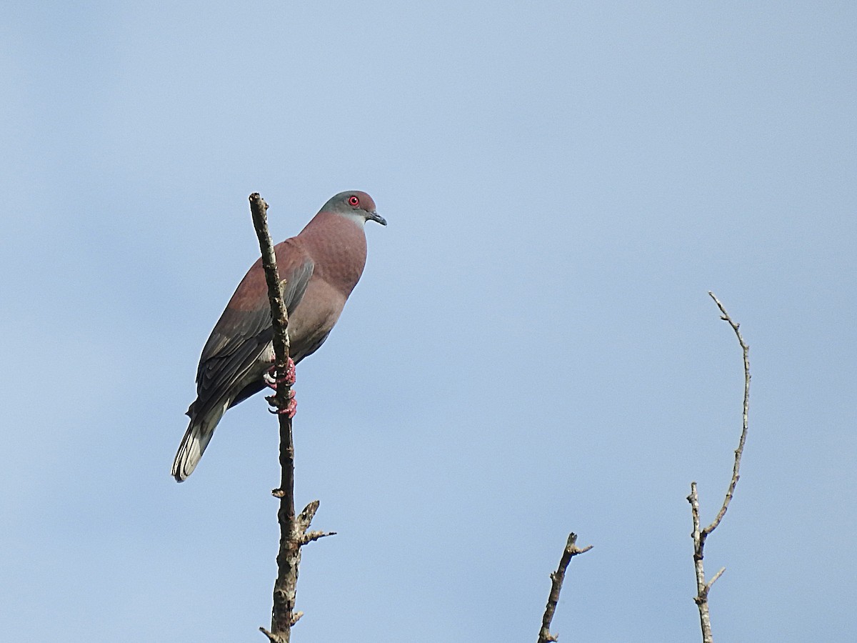 Pigeon rousset - ML467951611