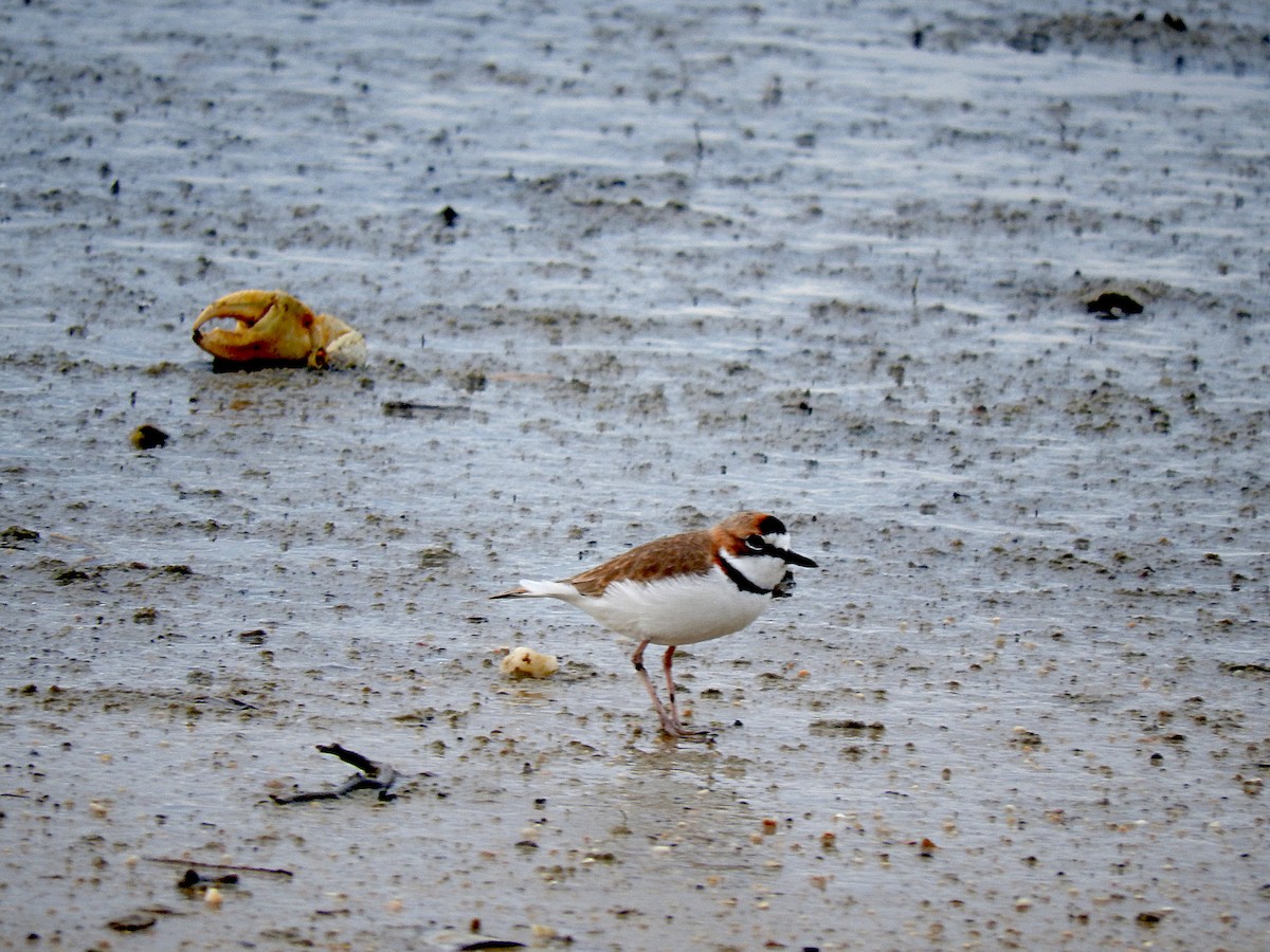 Collared Plover - Alfredo Rosas