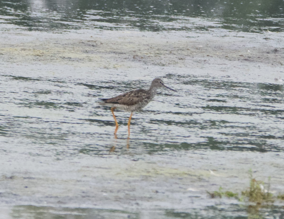 Greater Yellowlegs - lawrence connolly