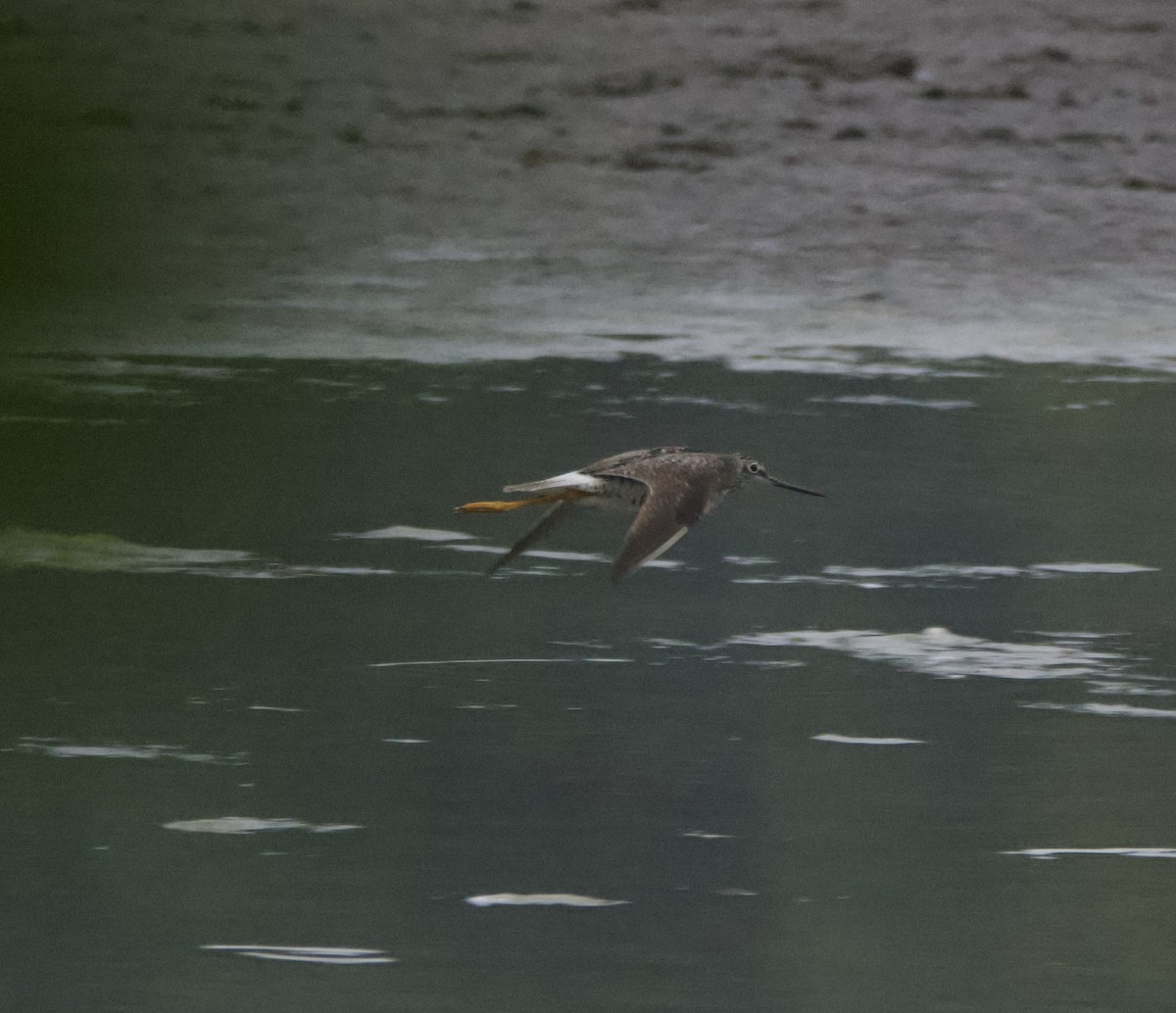 Greater Yellowlegs - lawrence connolly