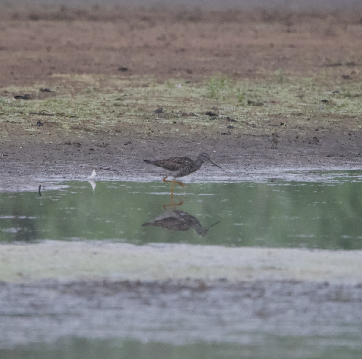 Greater Yellowlegs - lawrence connolly