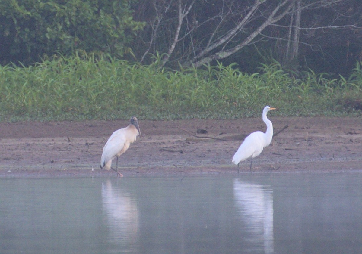 Wood Stork - ML467954651
