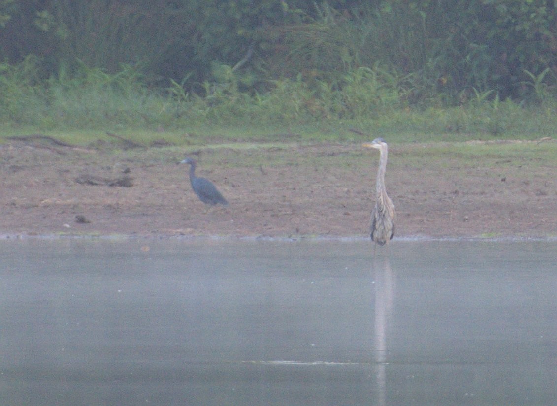 Little Blue Heron - ML467954711