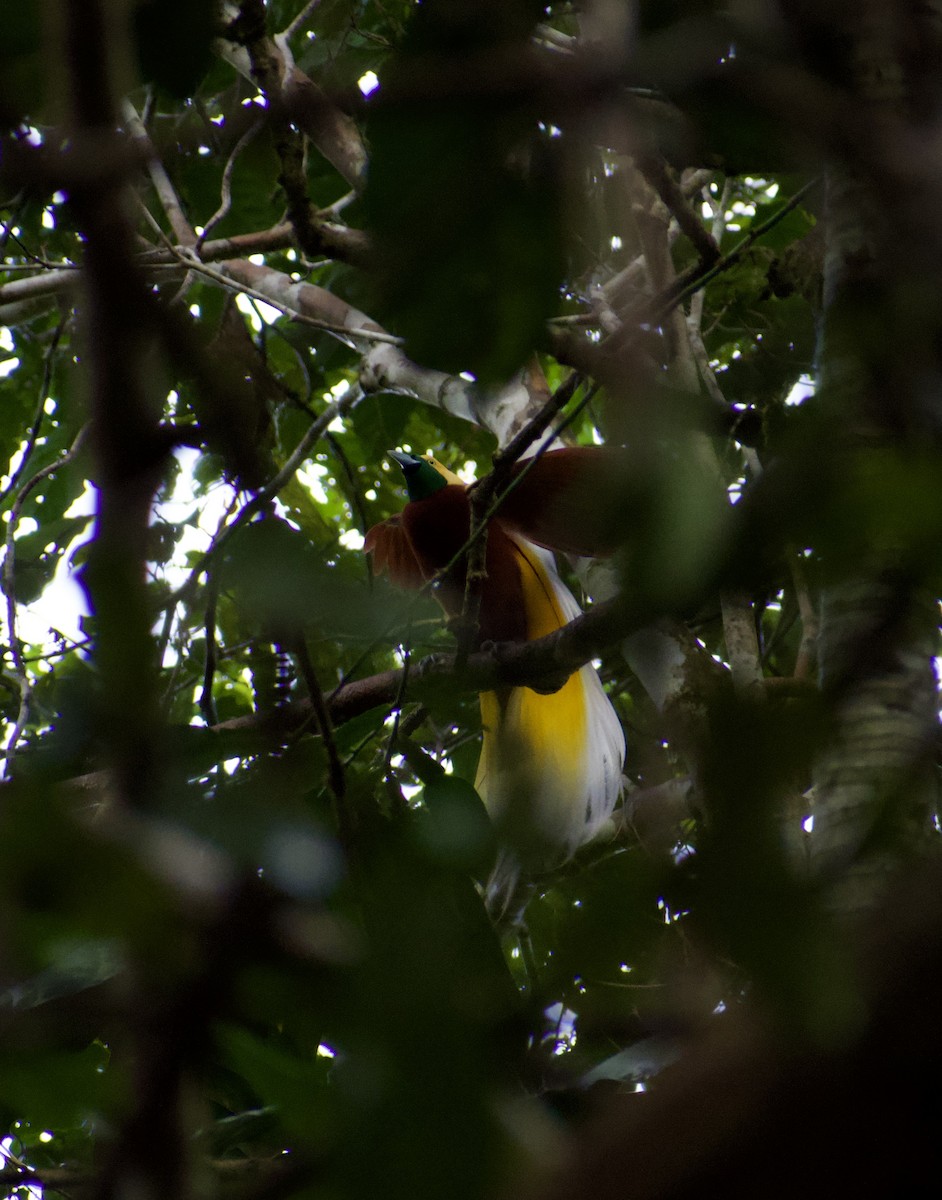 Lesser Bird-of-Paradise - Kyle Price