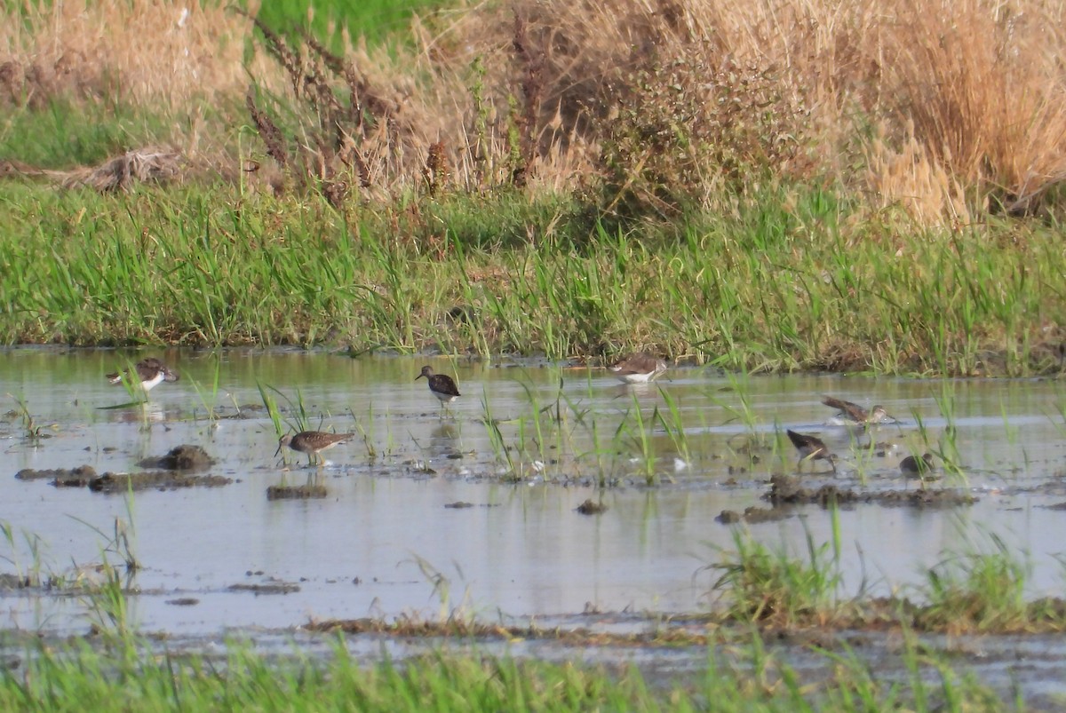 Wood Sandpiper - Teresa Cohen