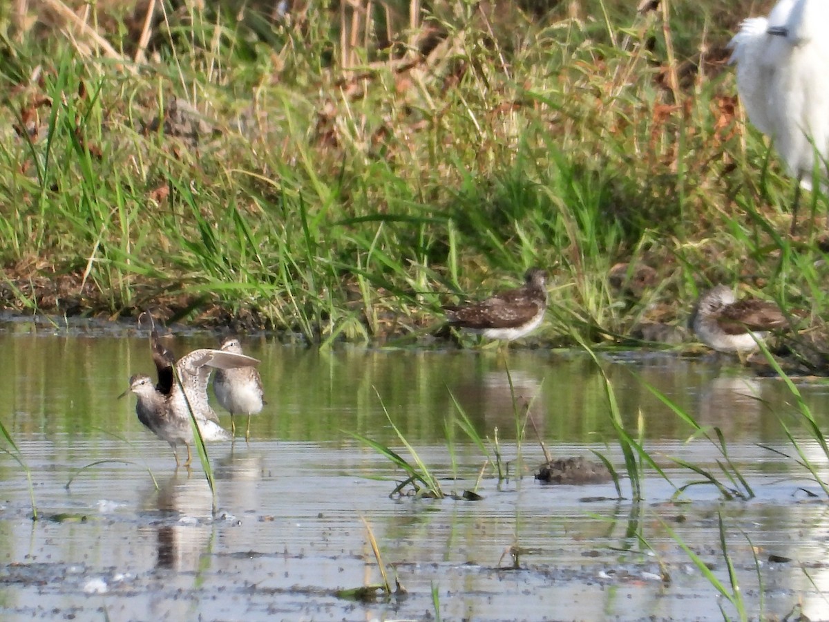 Wood Sandpiper - Teresa Cohen