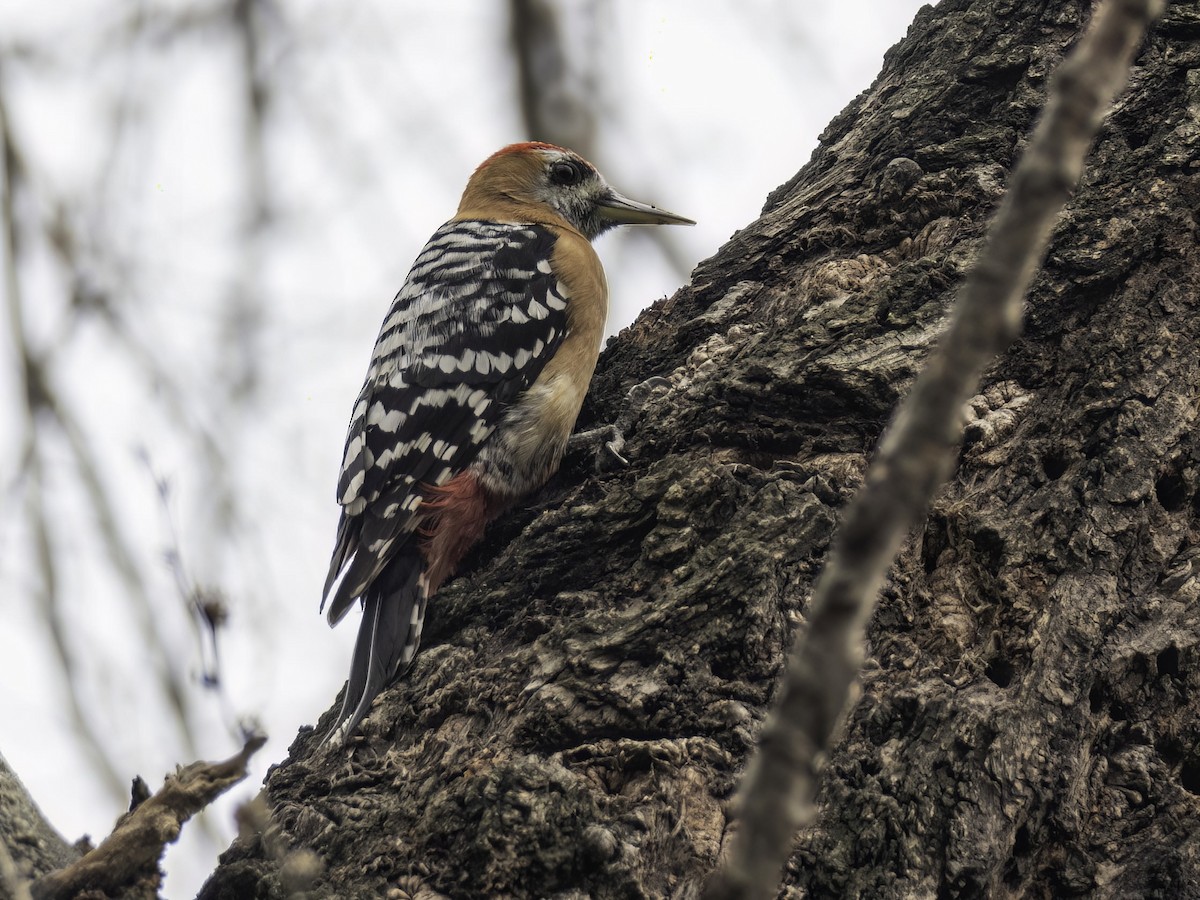 Rufous-bellied Woodpecker - Karl Hu