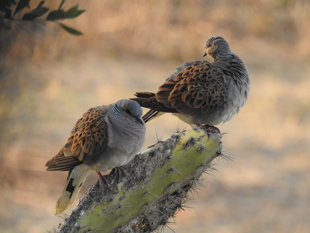 European Turtle-Dove - Jose Vicente Navarro San Andrés