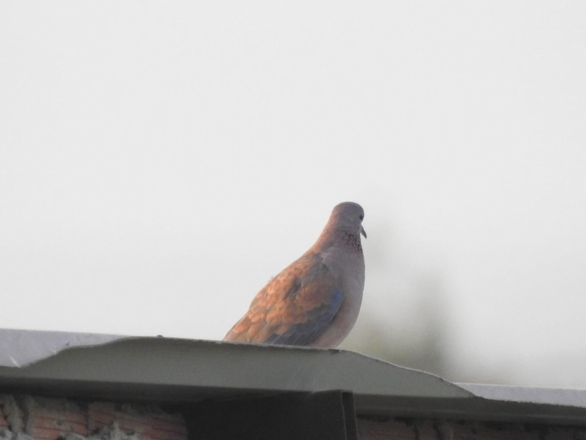 Laughing Dove - Jose Vicente Navarro San Andrés