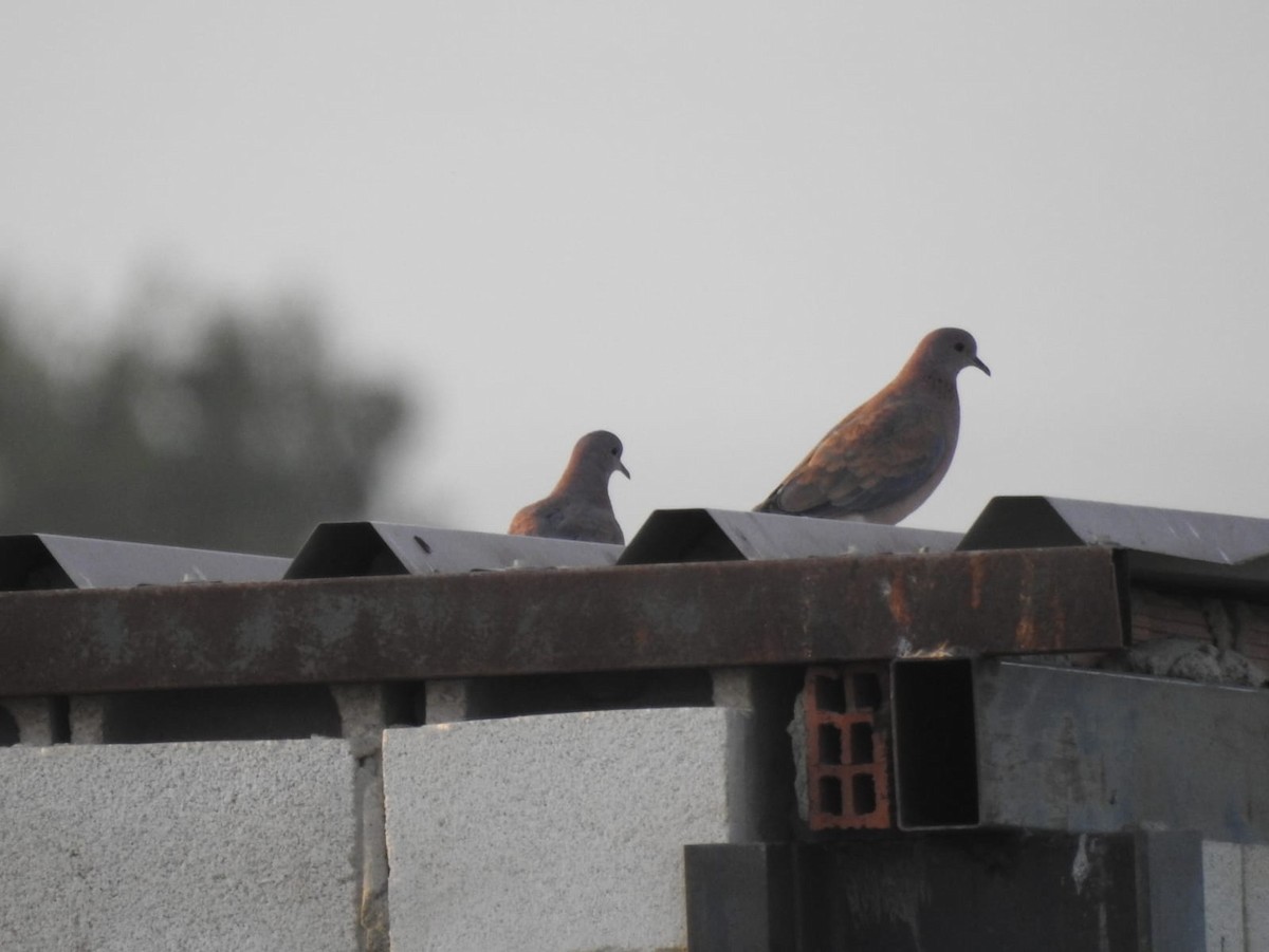 Laughing Dove - Jose Vicente Navarro San Andrés
