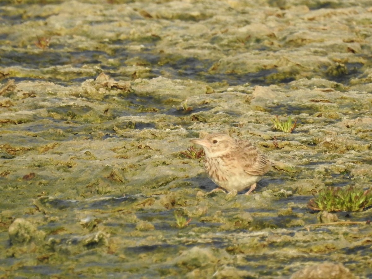 Crested Lark - Jose Vicente Navarro San Andrés