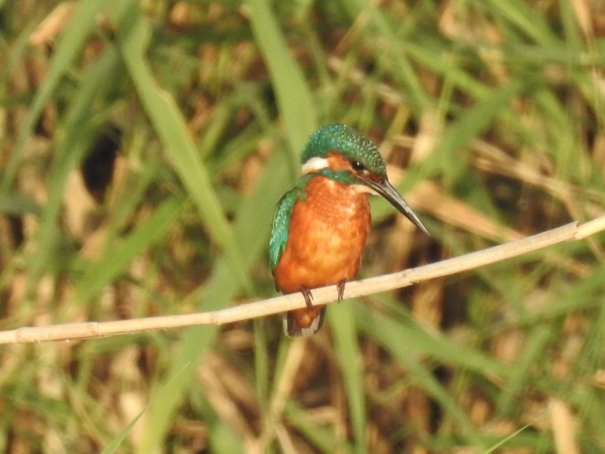 Common Kingfisher - Jose Vicente Navarro San Andrés