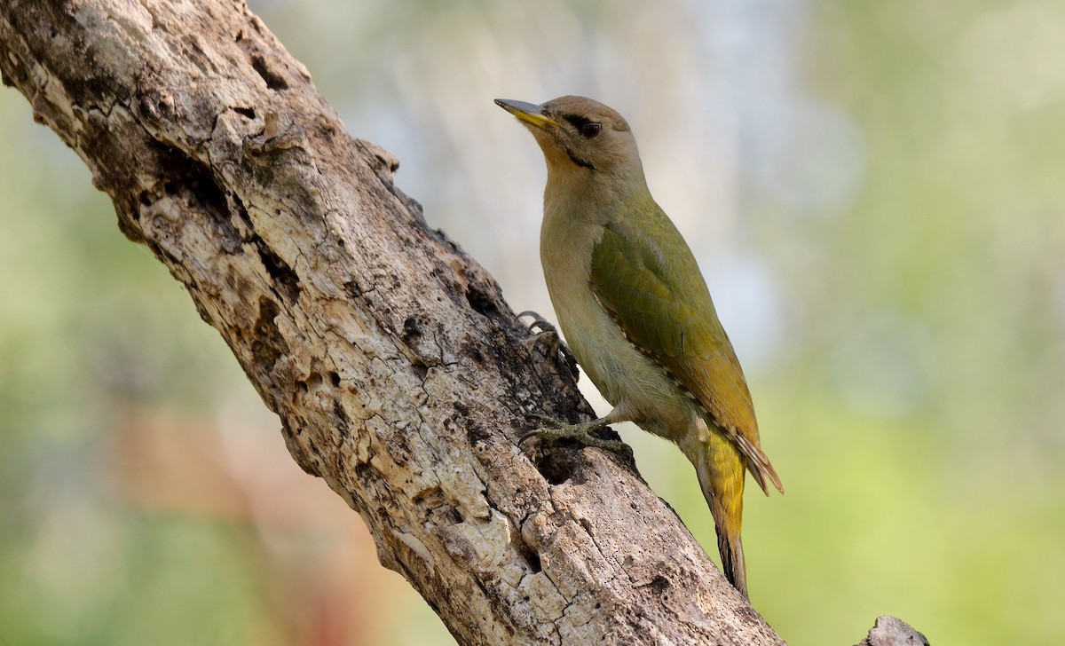 Gray-headed Woodpecker - Greg Baker