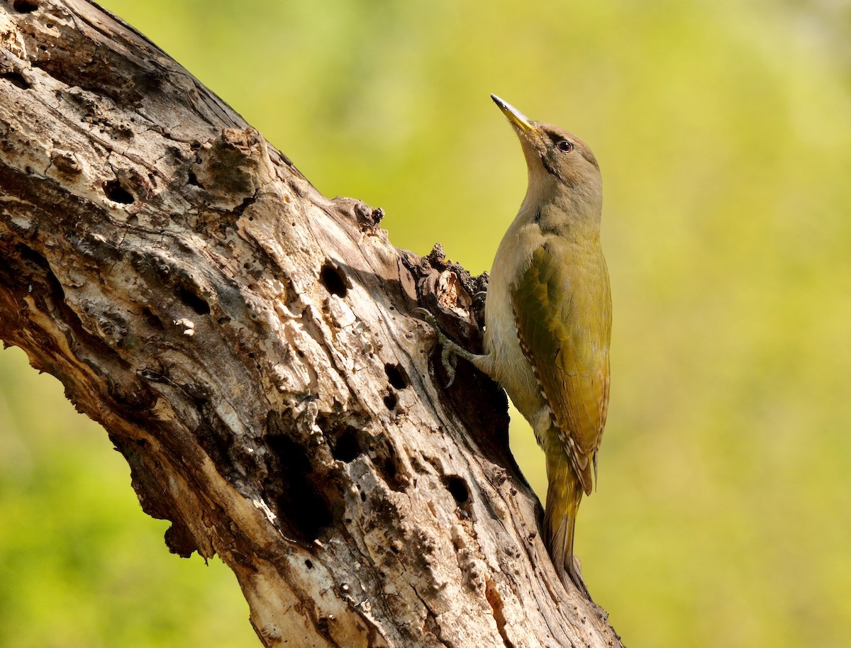 Gray-headed Woodpecker - Greg Baker