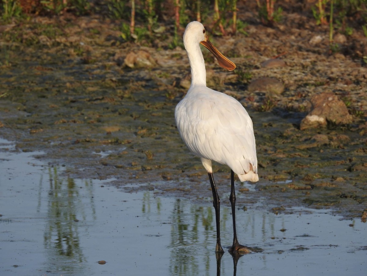 kolpík bílý - ML467956031