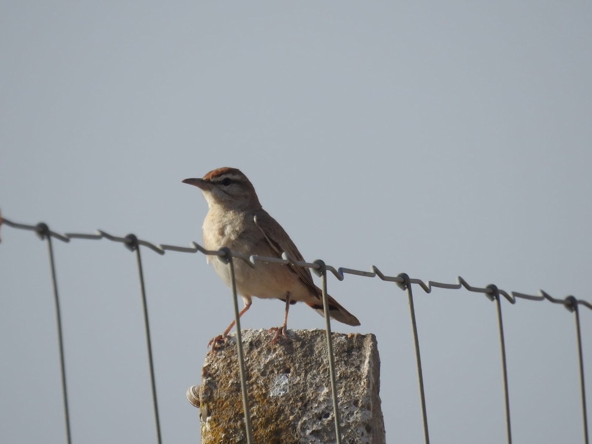 Rufous-tailed Scrub-Robin - Jose Vicente Navarro San Andrés